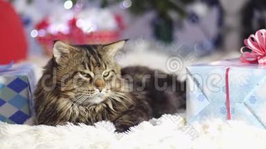 有趣的莱西缅因州猫作为圣诞老人躺在美丽的新年装饰杉树。 慢动作。 3840x2160